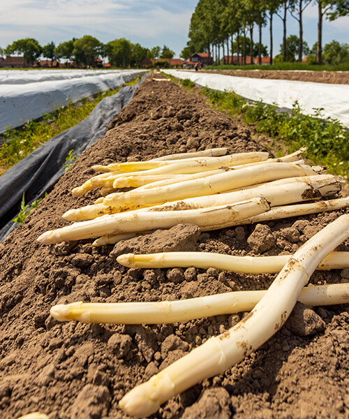 Interview met Spitsbroek uit het Local Taste Kookboek Zeeuwse gerechten